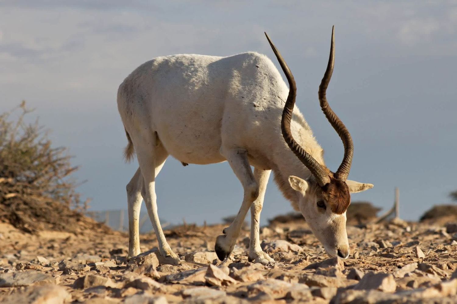 Hollow Point Outfitters exotics hunt 18