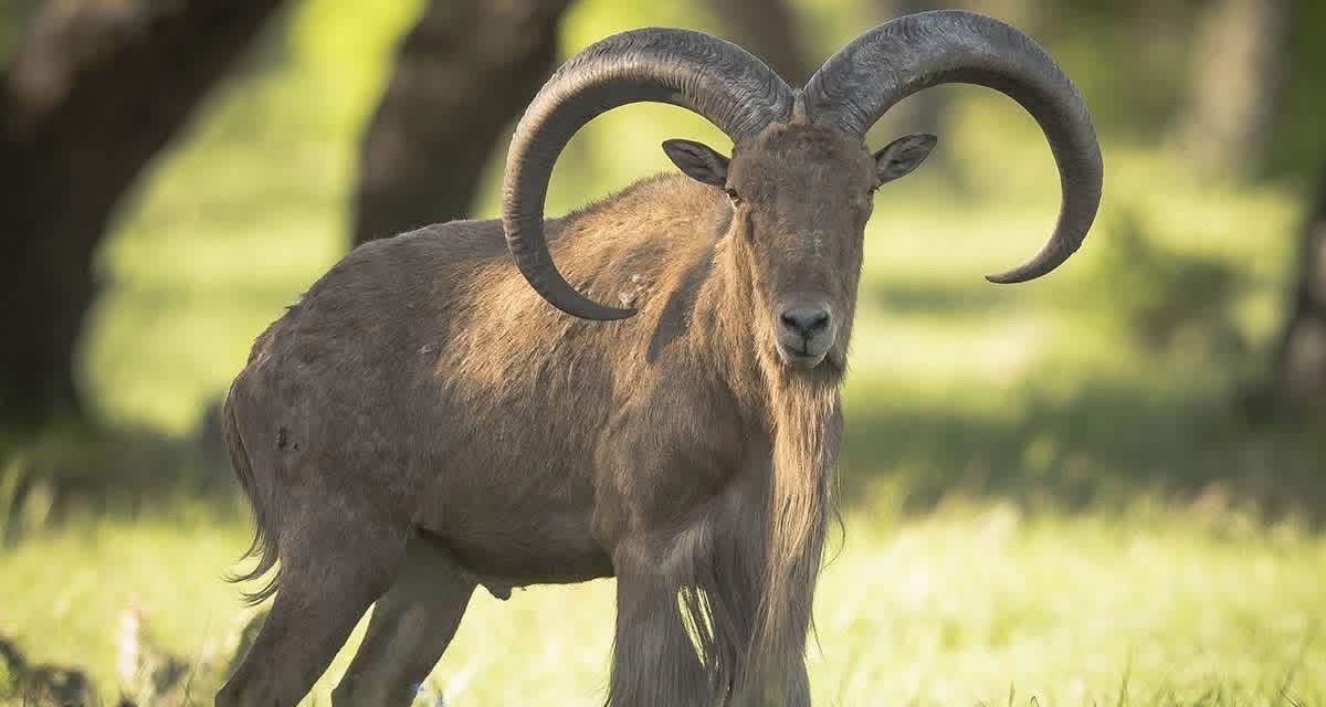 Hollow Point Outfitters exotics hunt 15