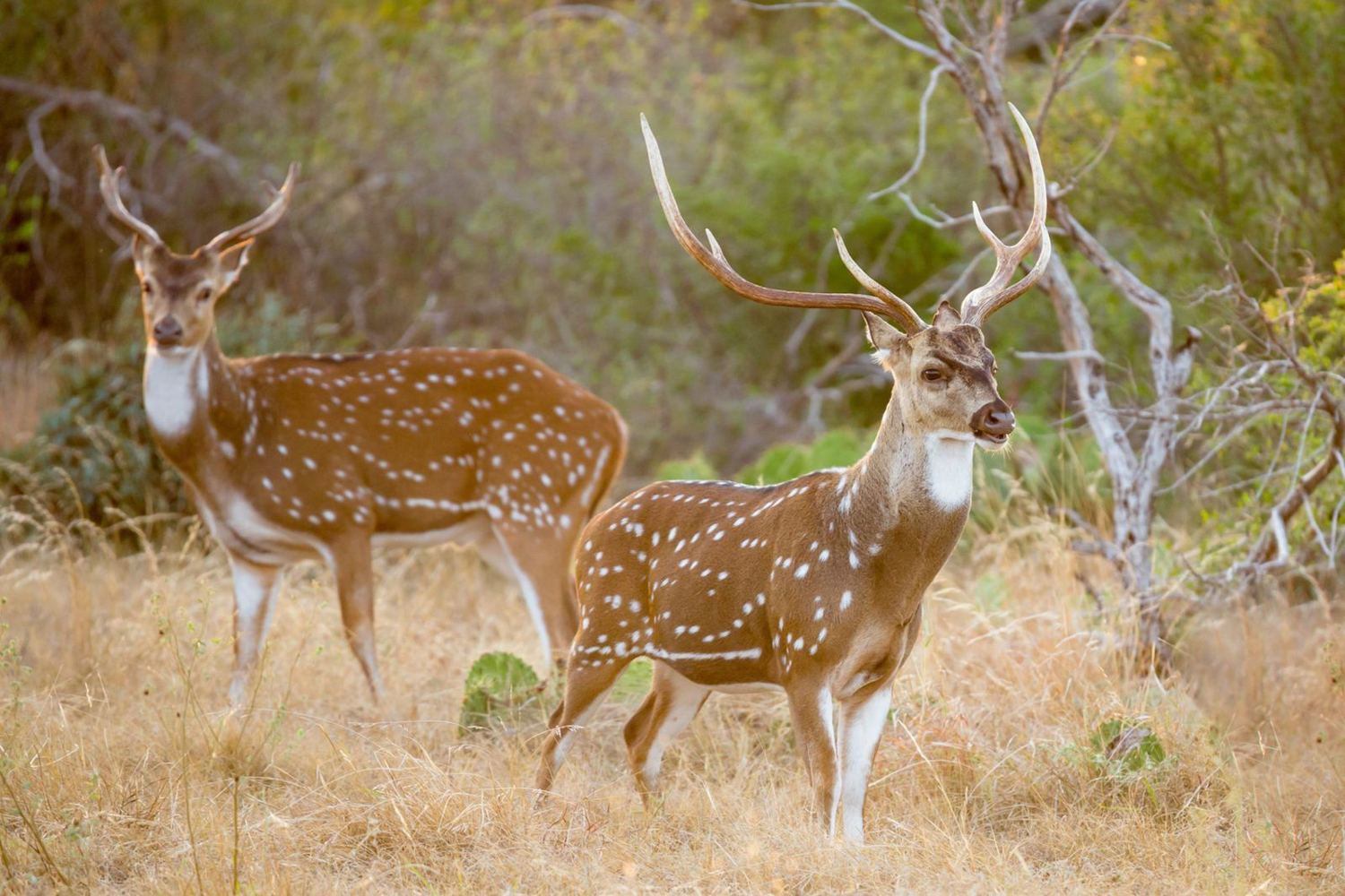Axis Deer hunt in Texas