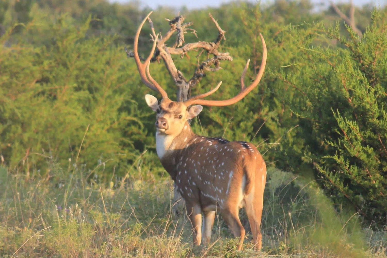 Hollow Point Outfitters exotics hunt 2