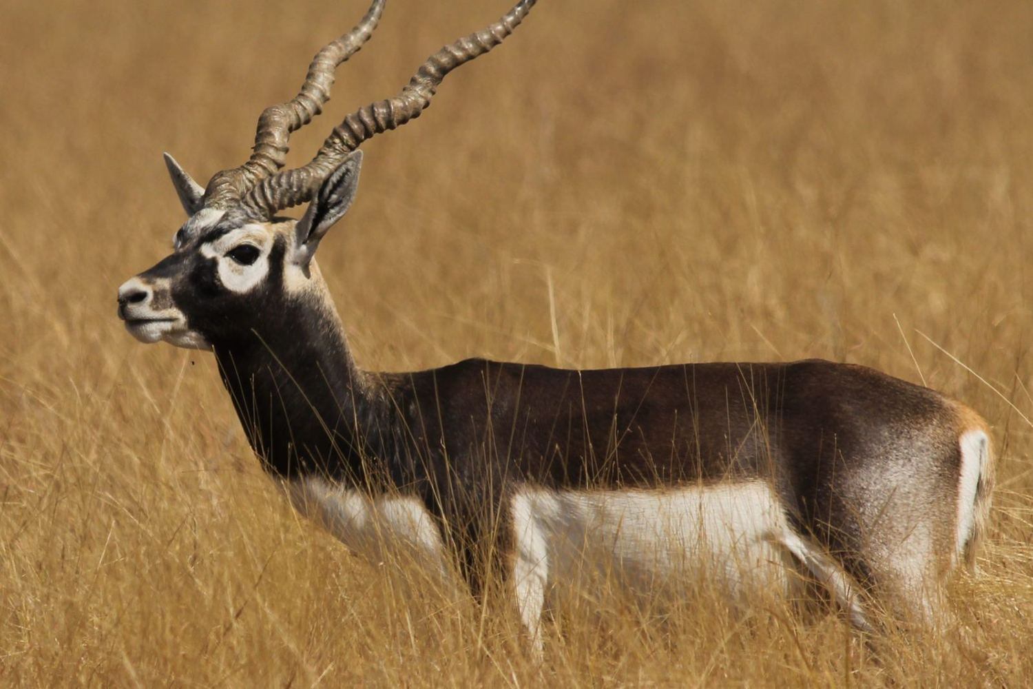Blackbuck hunt in Texas