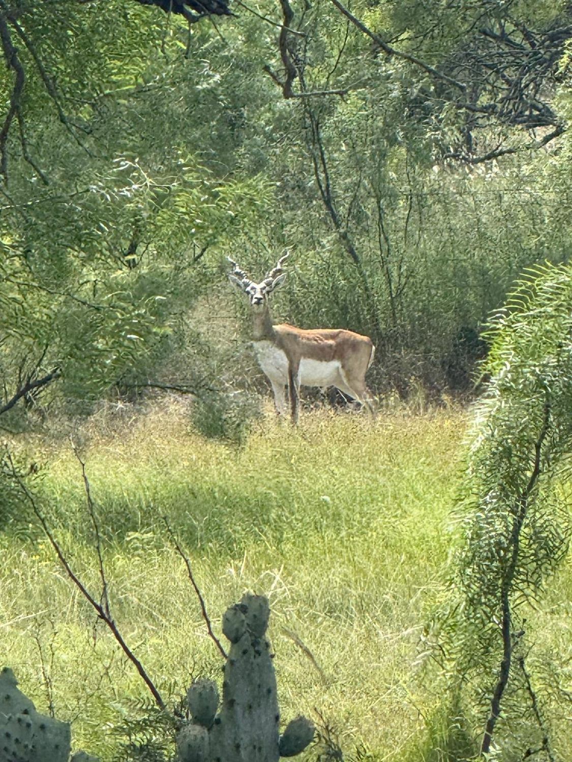 A blackbuck antelope on the hoof