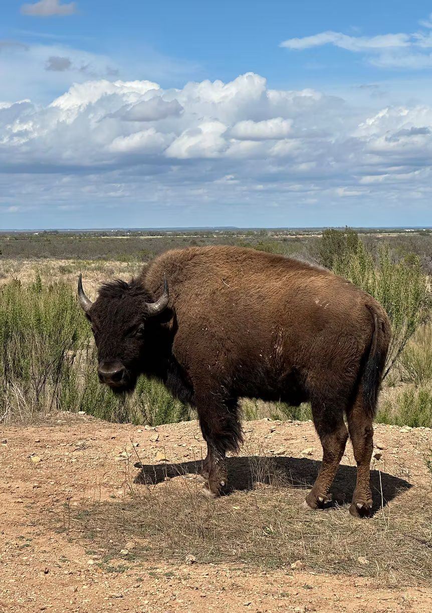 Hollow Point Outfitters exotics hunt 29