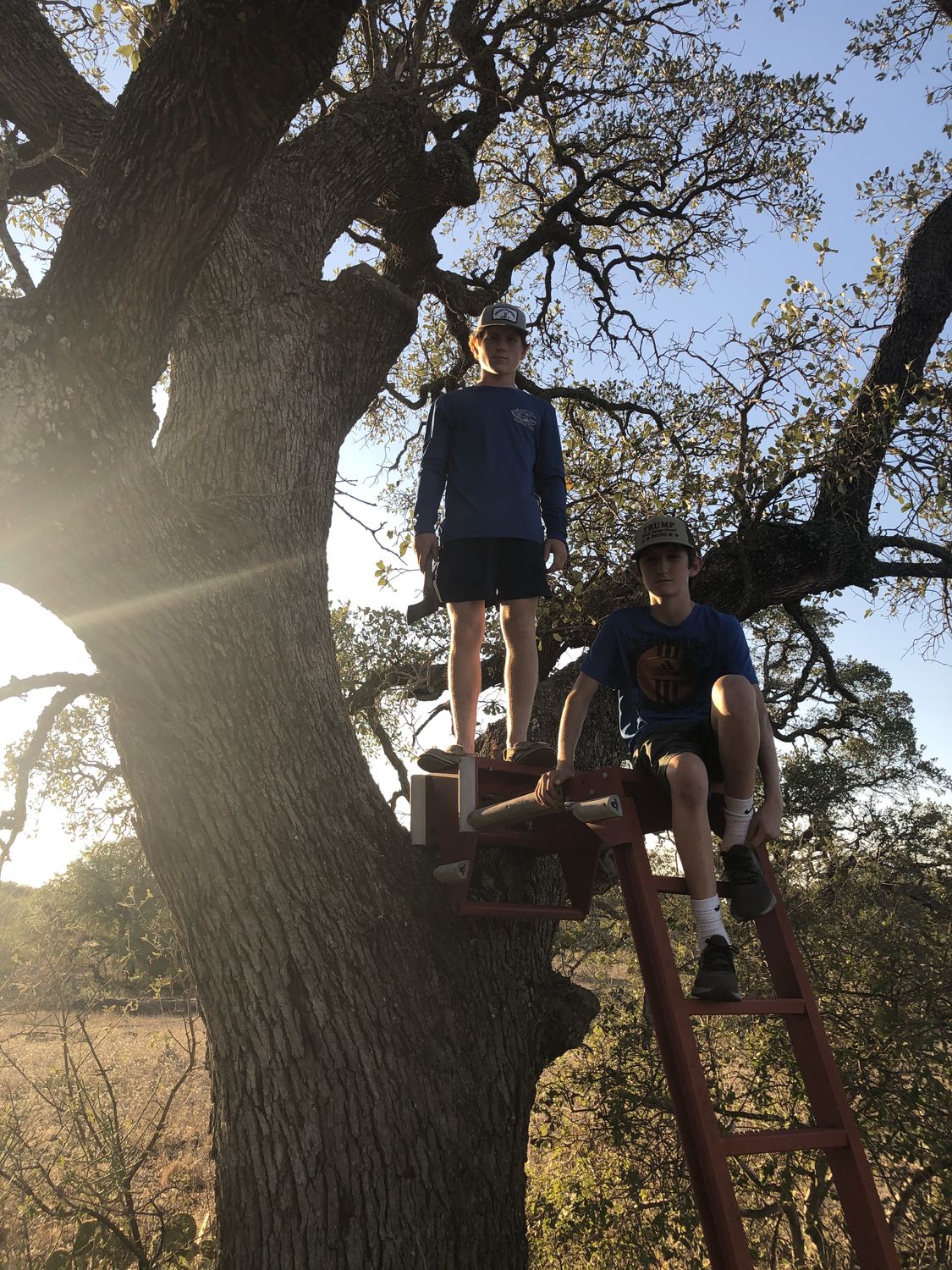Kids climbing into a live oak at camp