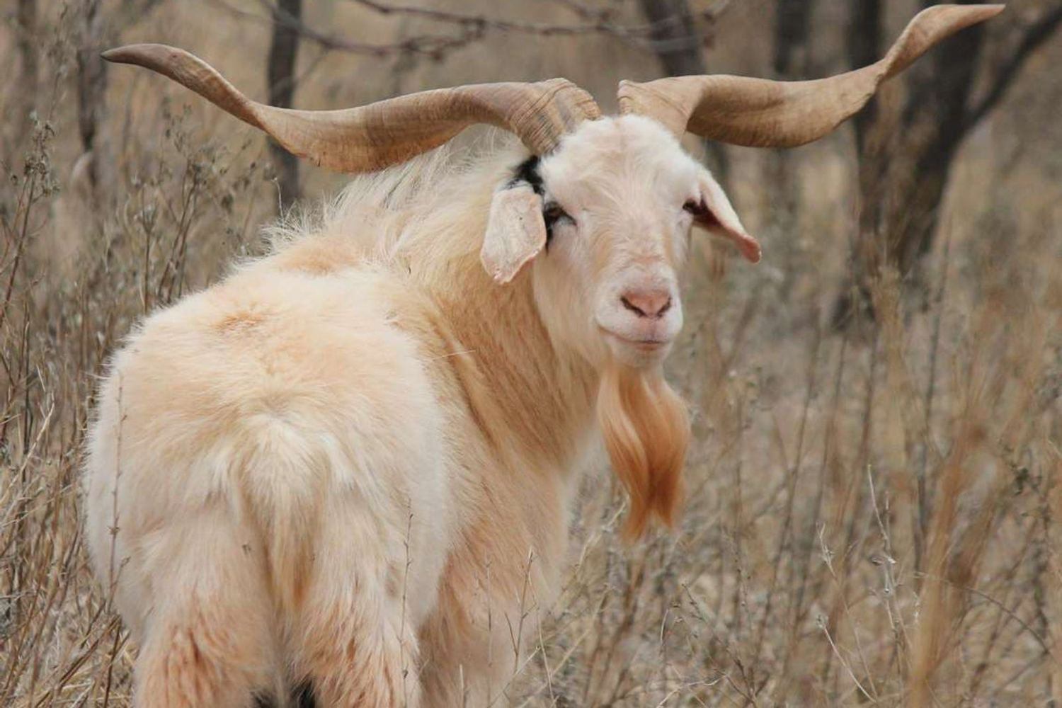 Hollow Point Outfitters exotics hunt 25