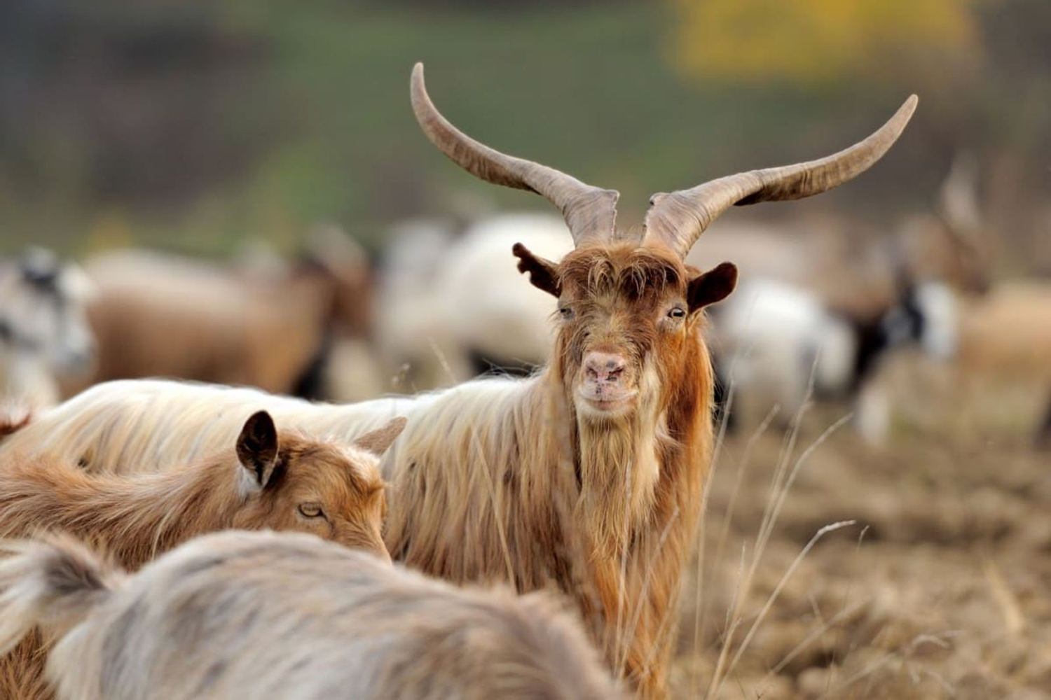 Hollow Point Outfitters exotics hunt 13