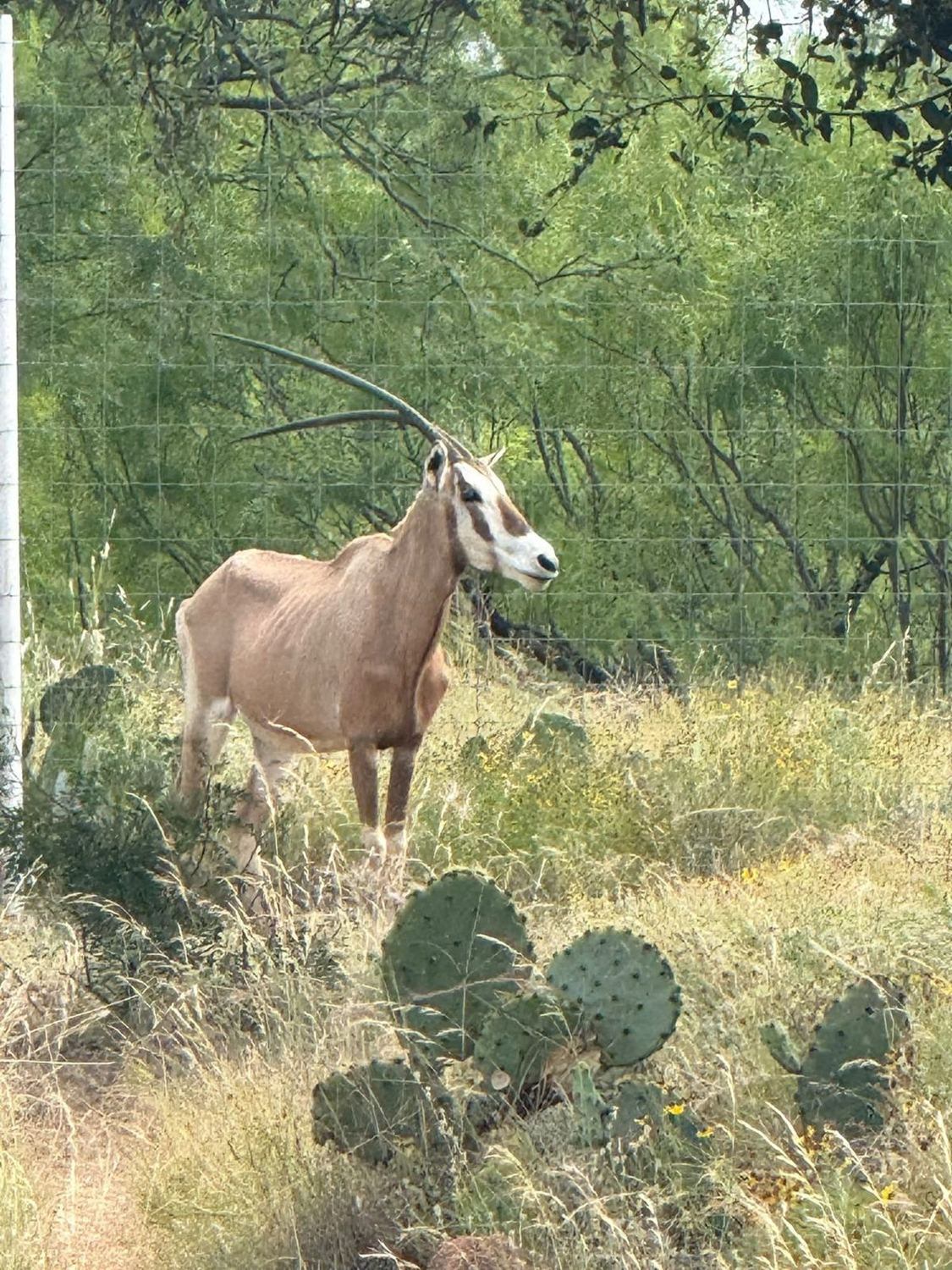 Gemsbok in the Texas Hill Country