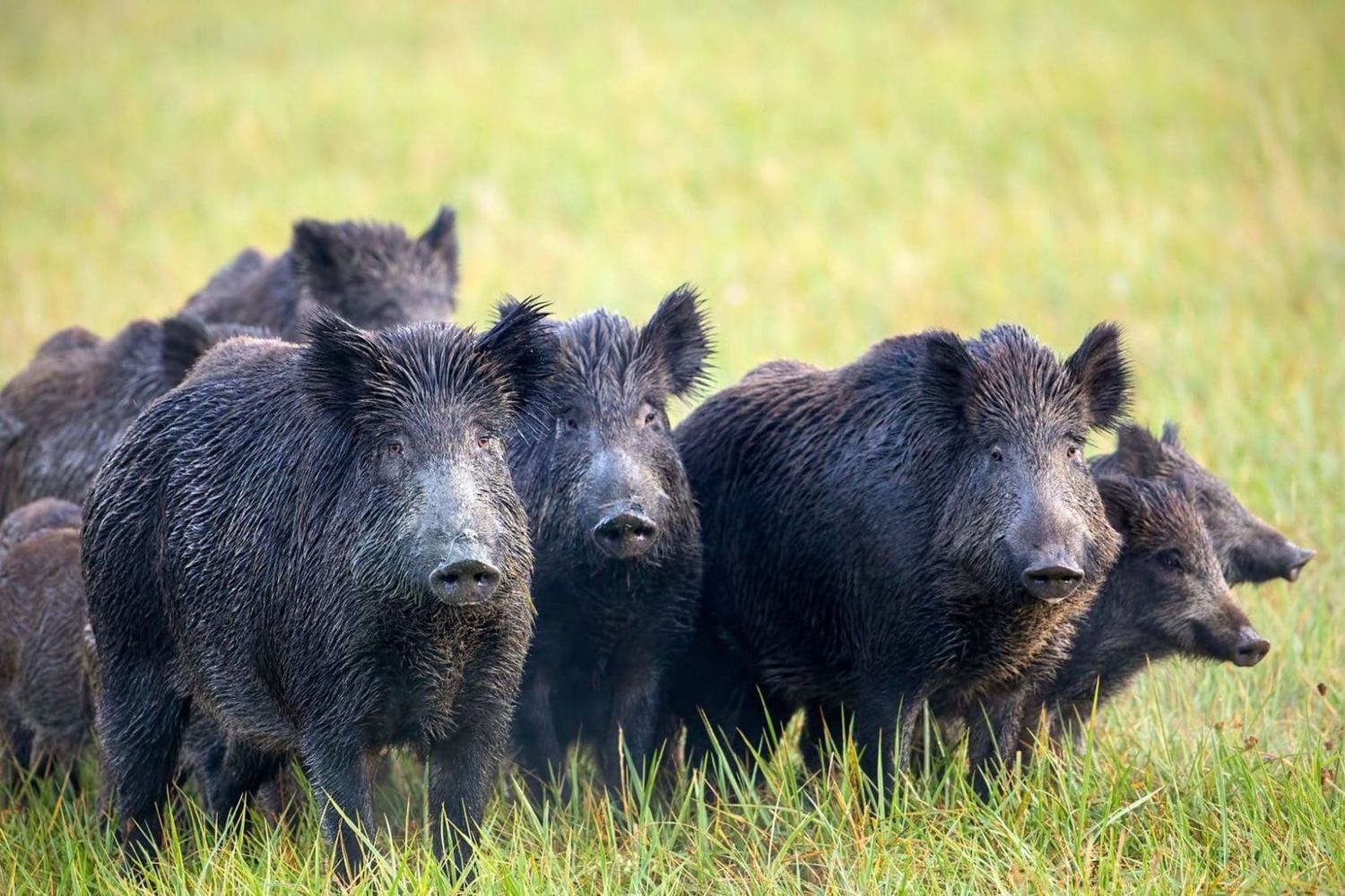 Wild hogs in the Texas Hill Country