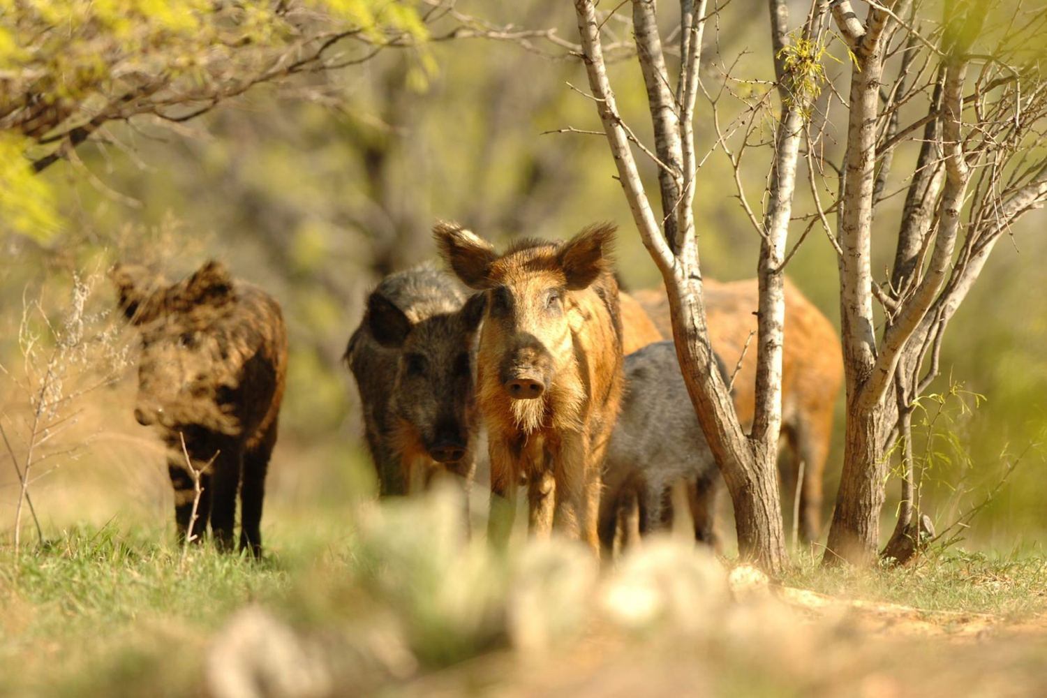 Hollow Point Outfitters Hogs hunt