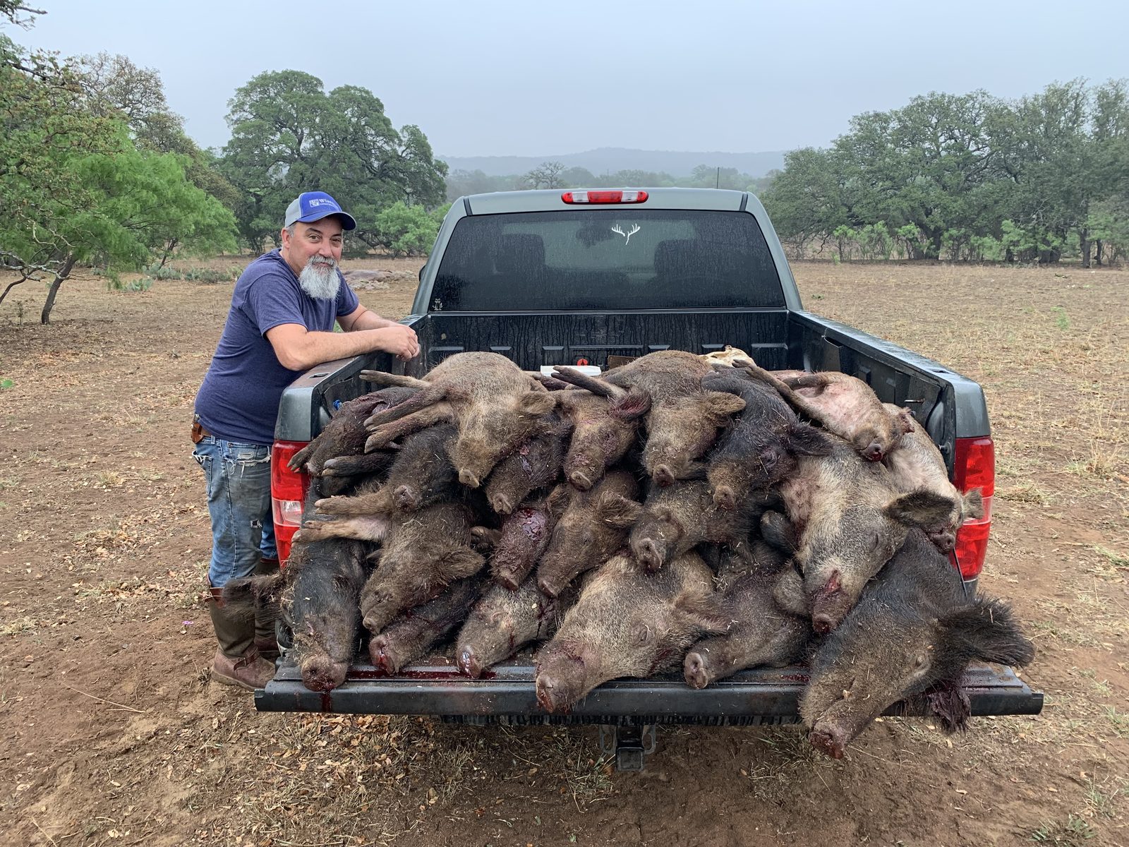 A truck bed full of hogs