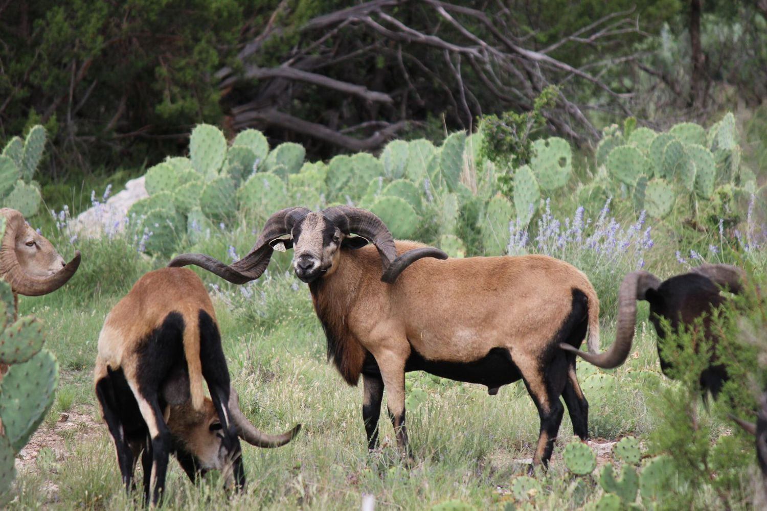 Rams hunt in Texas