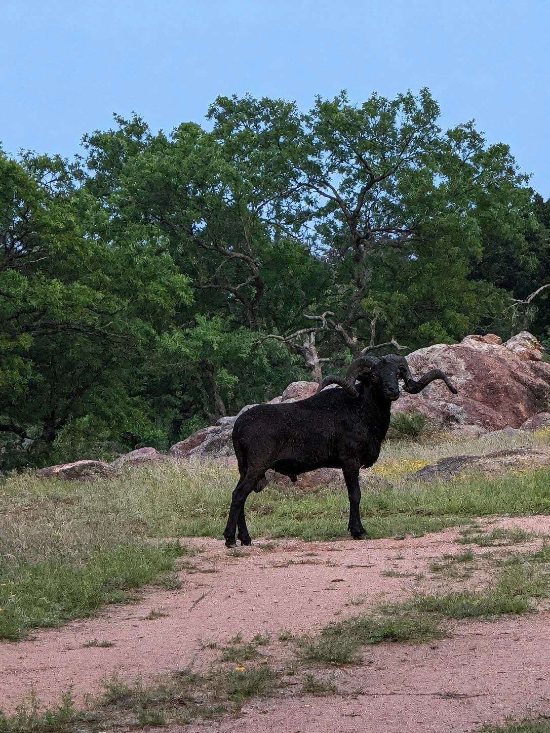 Black ram on the ranch