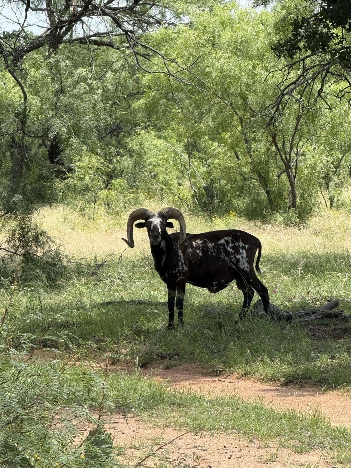 Painted ram in the brush