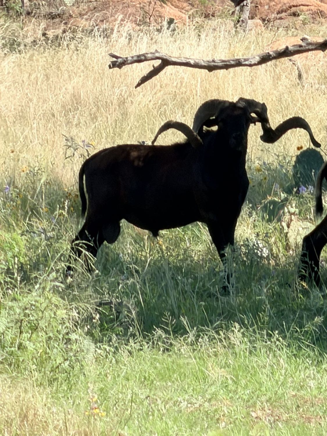 Hollow Point Outfitters exotics hunt 12