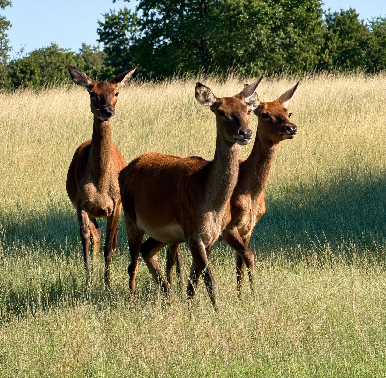 Hollow Point Outfitters exotics hunt 26