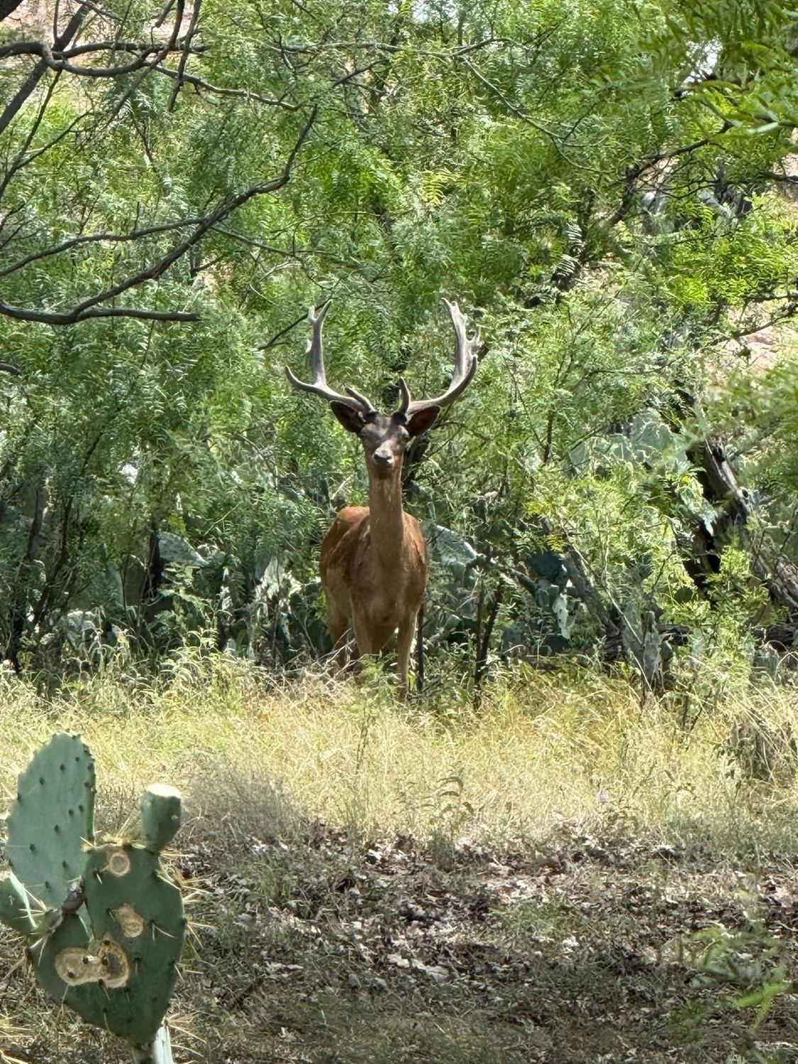 Hollow Point Outfitters exotics hunt 16