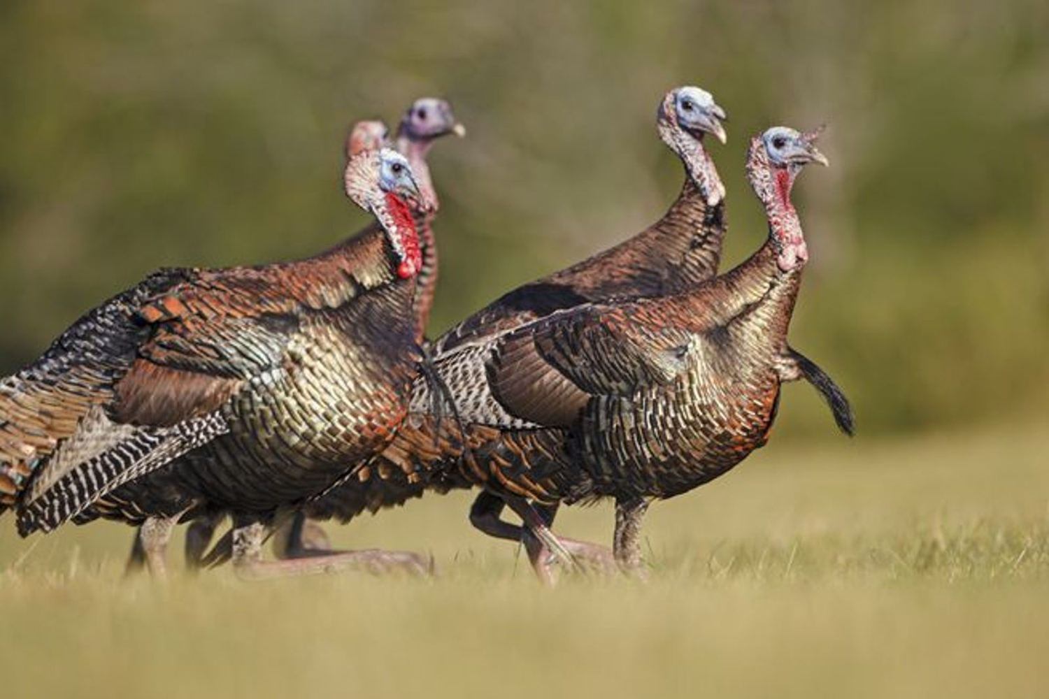 Rio Grande turkeys strutting in a Texas field