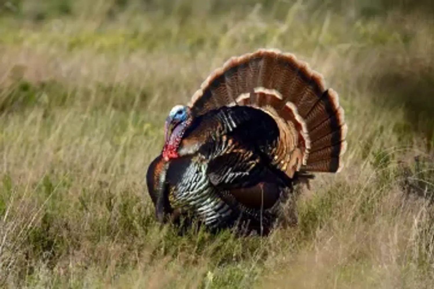 Hollow Point Outfitters turkey hunt 5