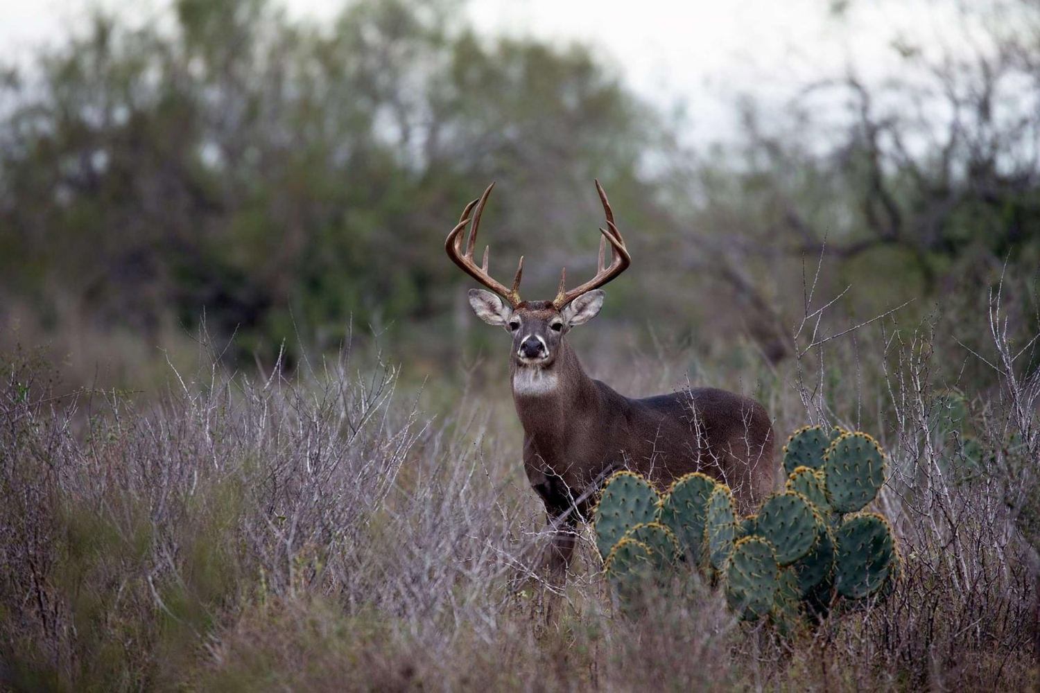 Whitetail buck in the brush