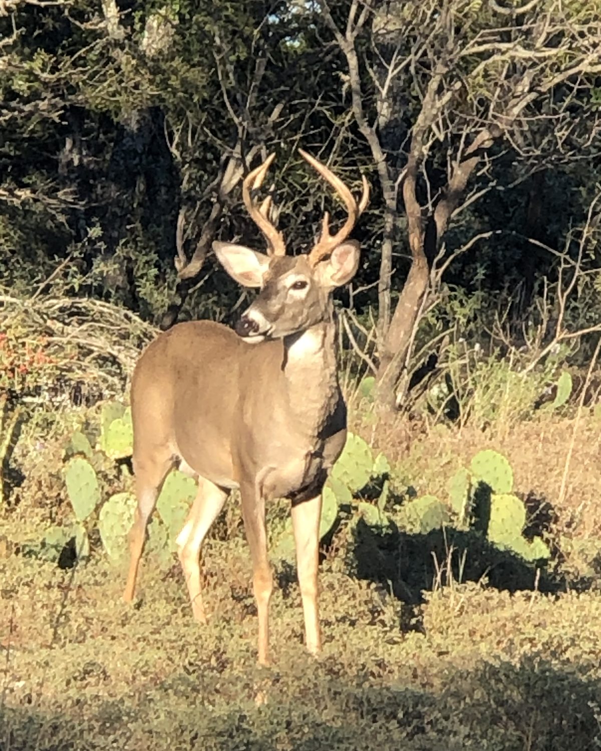 A mature Hill Country whitetail buck in the prickly pear
