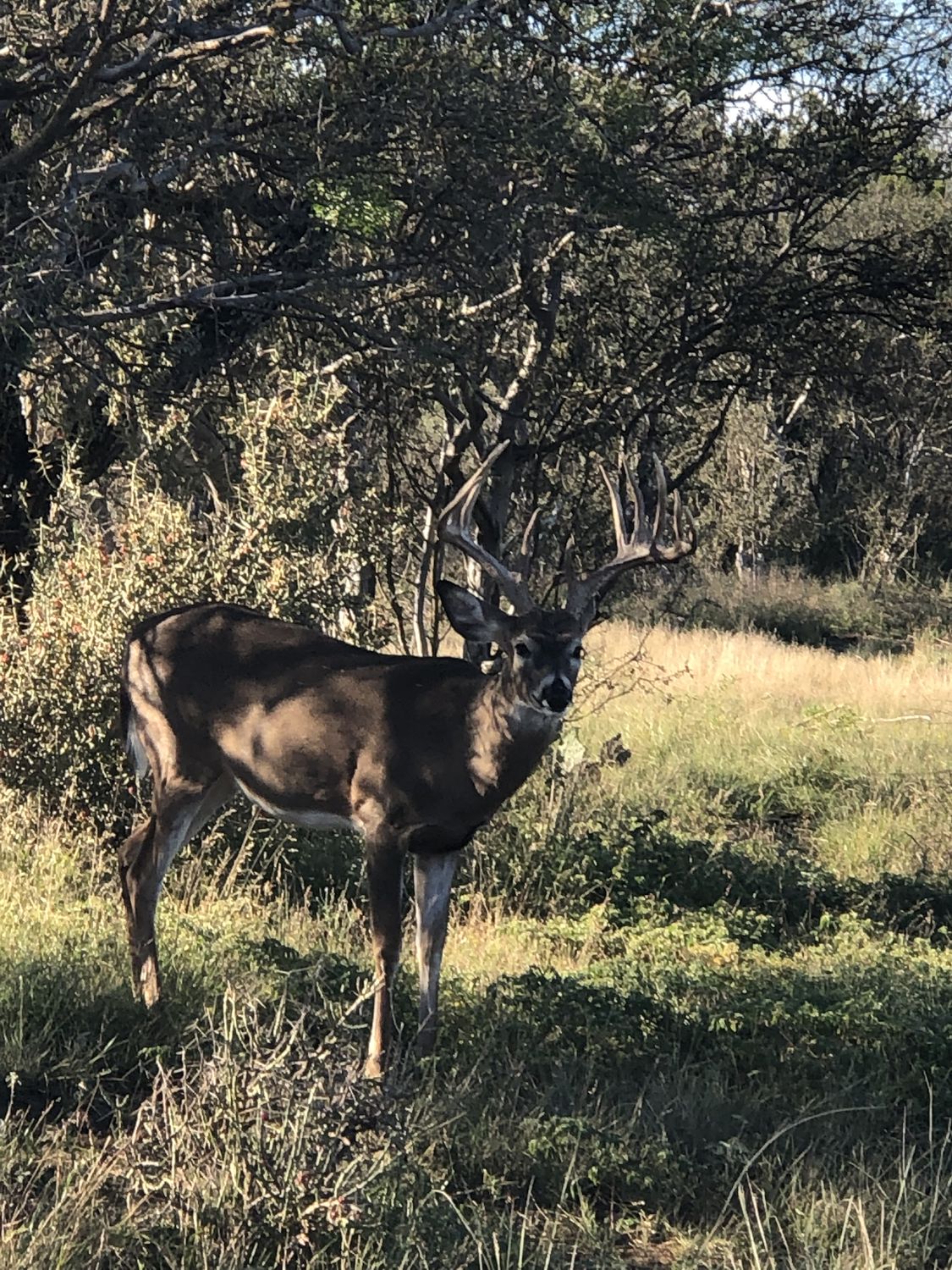 A dark-coated Hill Country whitetail buck in the brush