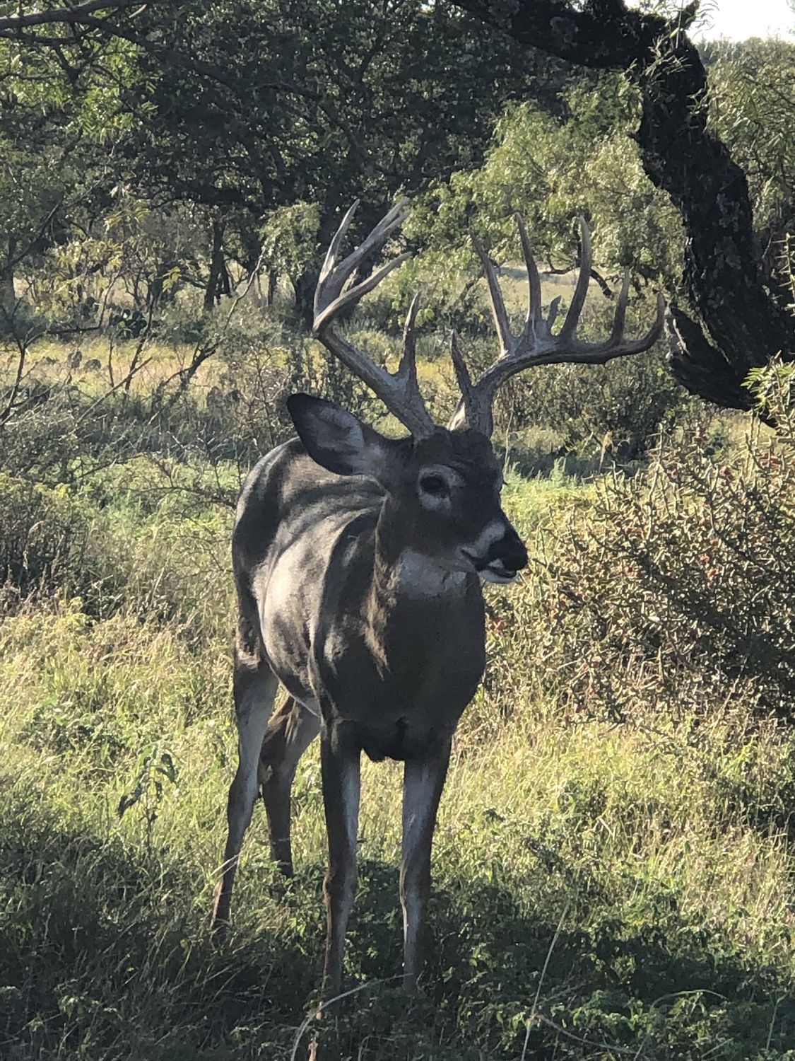 A heavy-racked dark whitetail buck at Hollow Point Outfitters