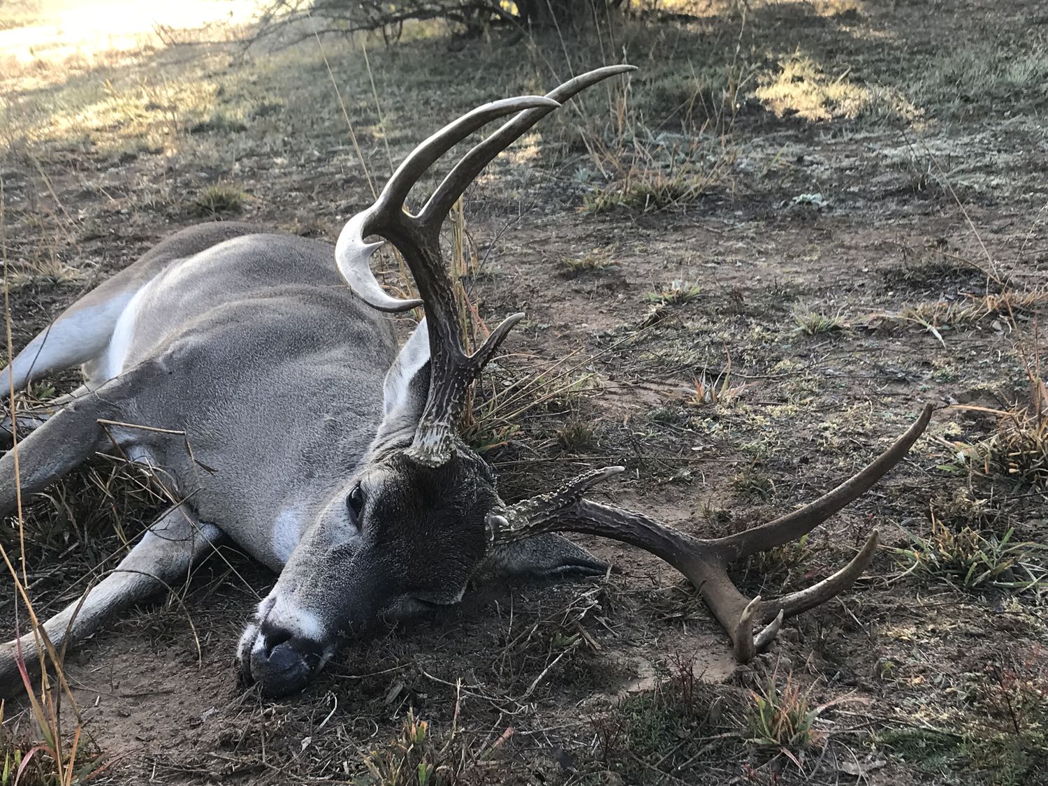 A Hollow Point Outfitters whitetail buck taken in the Hill Country