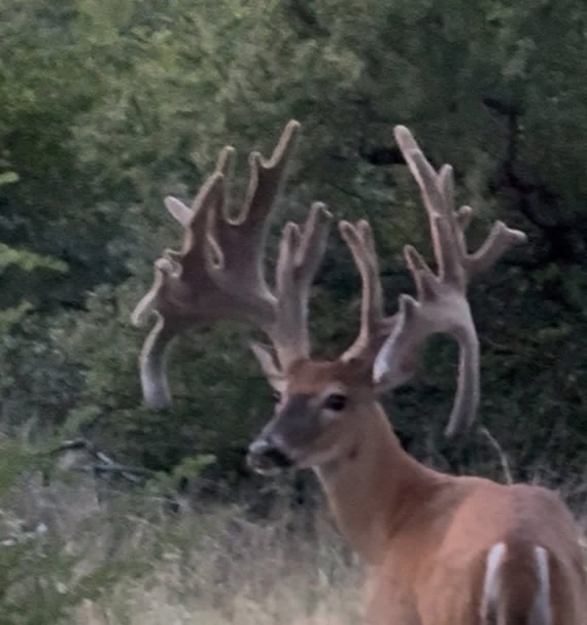 Velvet whitetail buck