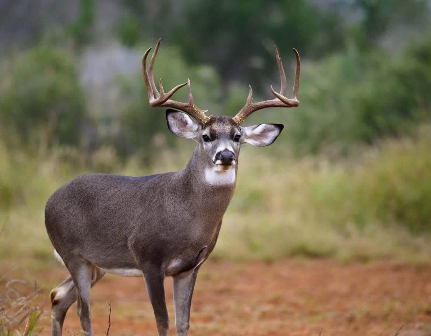 Hollow Point Outfitters whitetail hunt 10